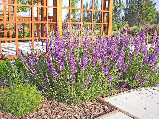 400 Rocky Mountain Penstemon Seeds - Seed World