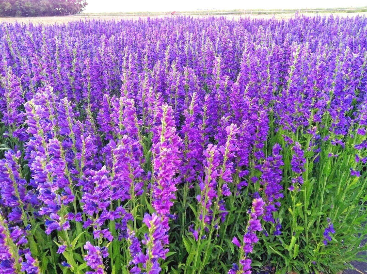 400 Rocky Mountain Penstemon Seeds - Seed World