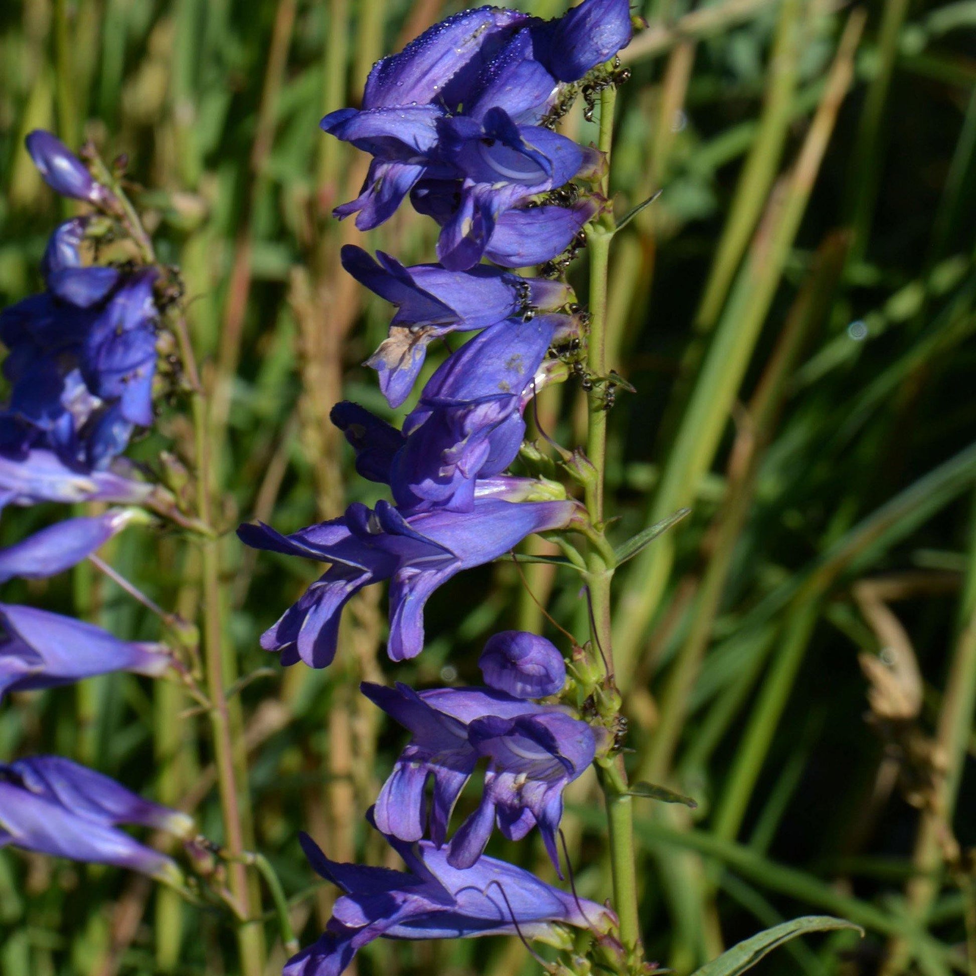 400 Rocky Mountain Penstemon Seeds - Seed World