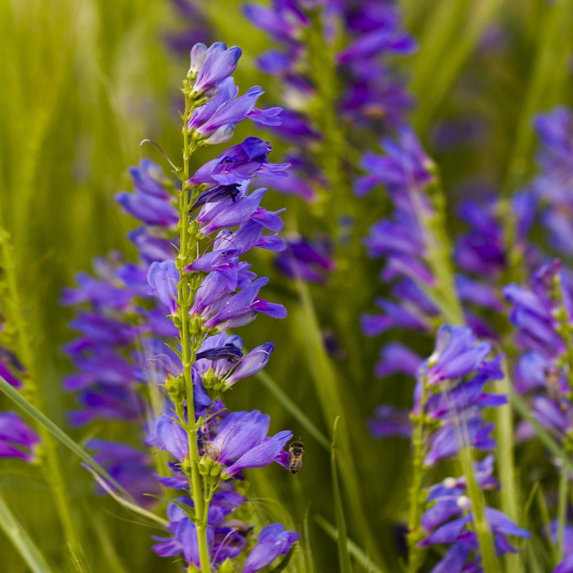 400 Rocky Mountain Penstemon Seeds - Seed World
