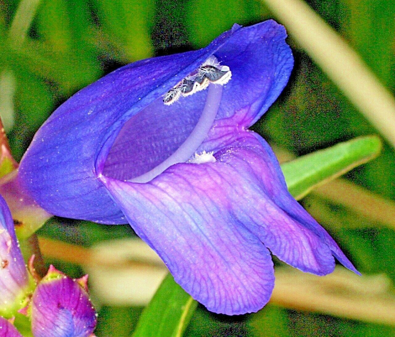 400 Rocky Mountain Penstemon Seeds - Seed World