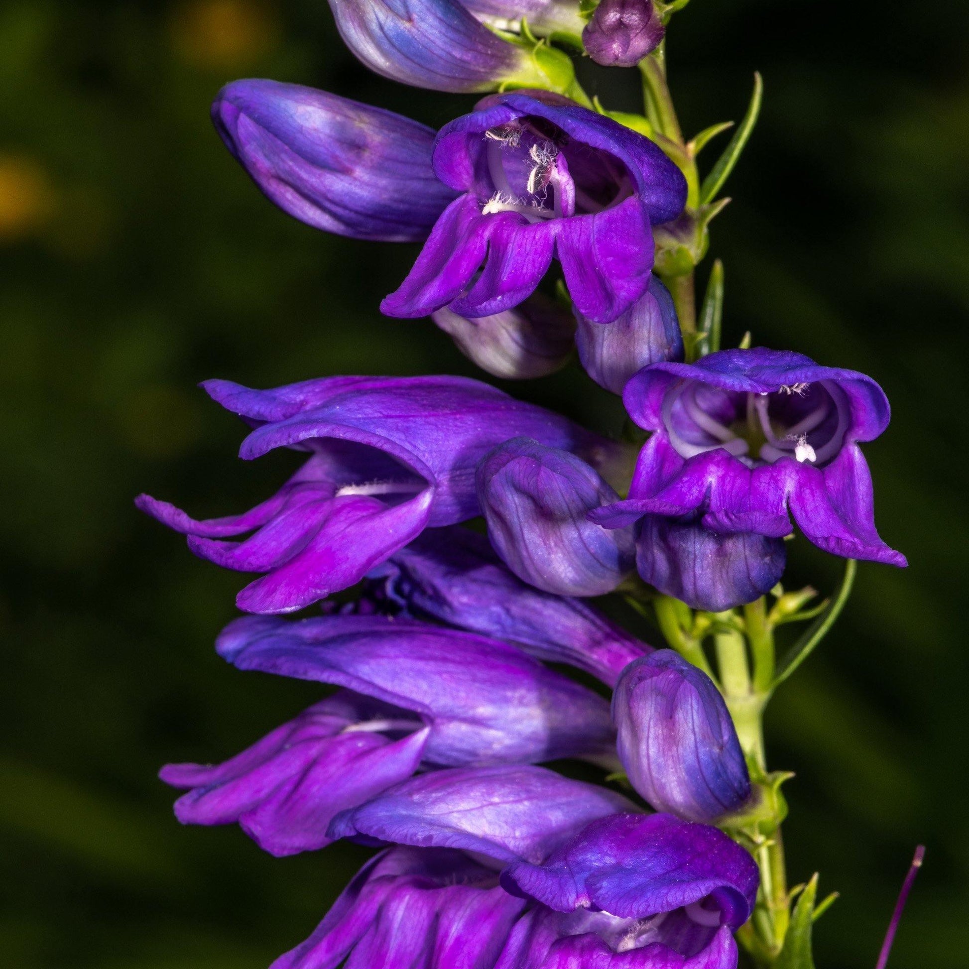 400 Rocky Mountain Penstemon Seeds - Seed World