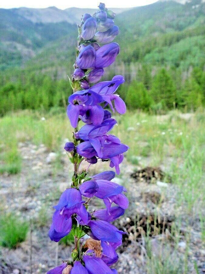 400 Rocky Mountain Penstemon Seeds - Seed World