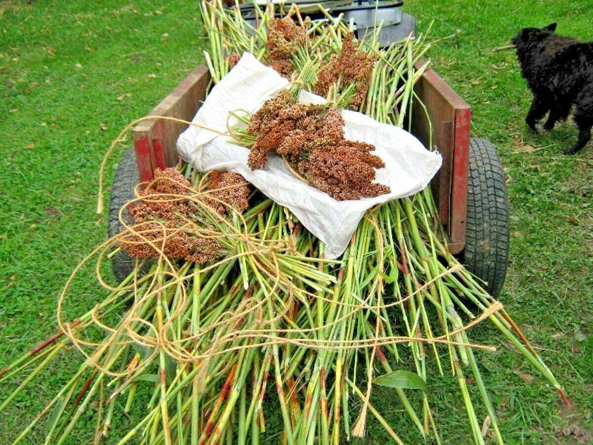 400 Sugar Cane - Rox Orange Sorghum Seeds - Seed World