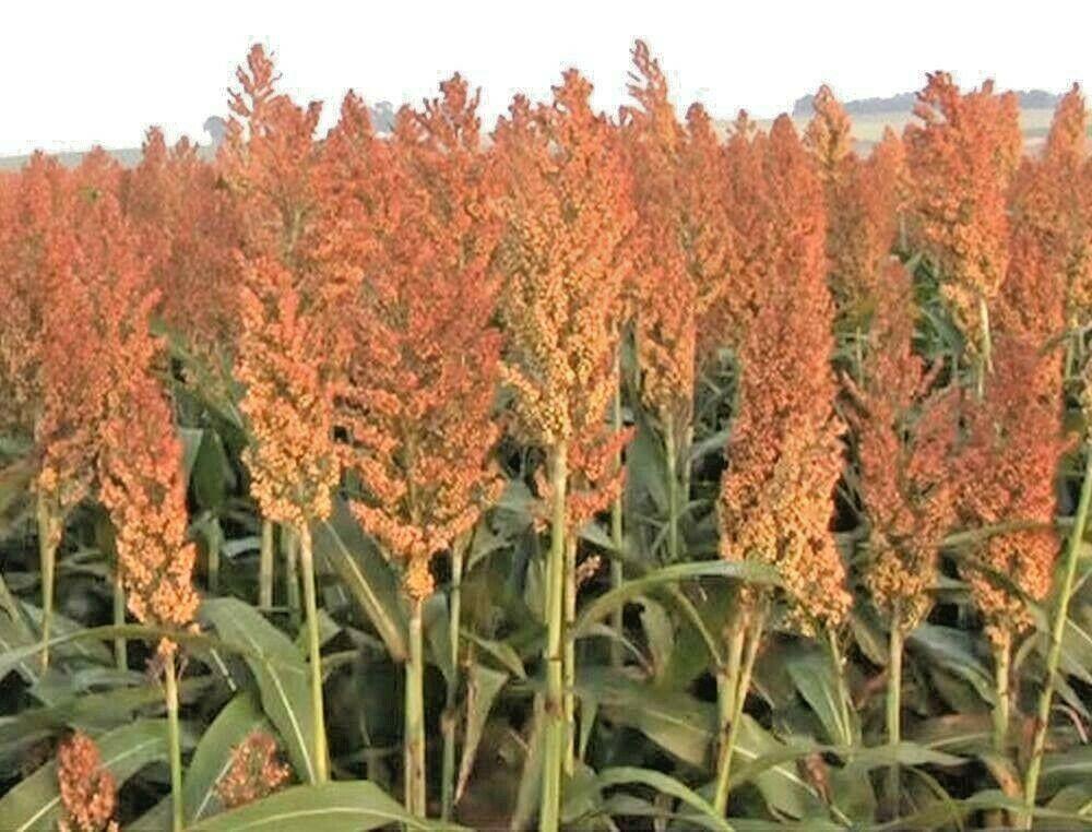 400 Sugar Cane - Rox Orange Sorghum Seeds - Seed World