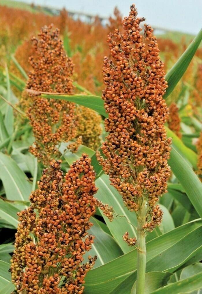 400 Sugar Cane - Rox Orange Sorghum Seeds - Seed World