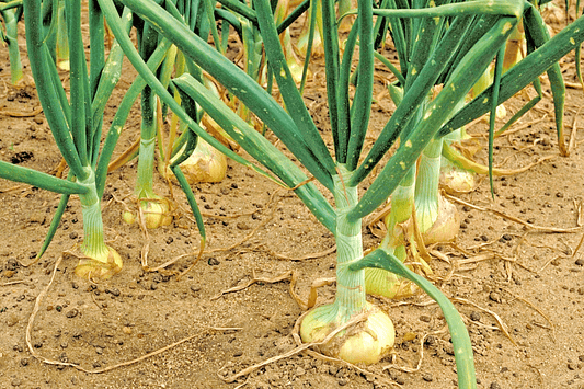 400 Vidalia Sweet Onion Seeds - Seed World