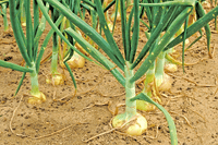 400 Vidalia Sweet Onion Seeds - Seed World