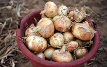 400 Vidalia Sweet Onion Seeds - Seed World