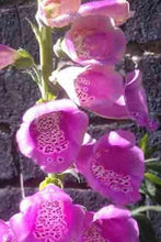 2000 Foxglove Mix Seeds - Seed World