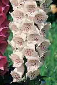 2000 Foxglove Mix Seeds - Seed World