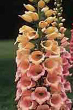 2000 Foxglove Mix Seeds - Seed World