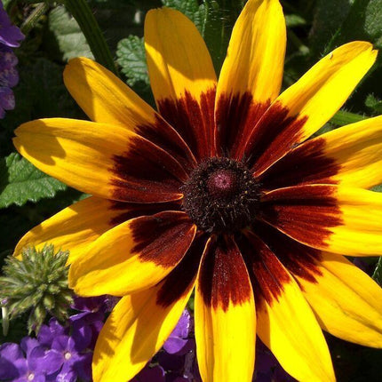4000 Gloriosa Daisy Indian Summer Seeds - Seed World