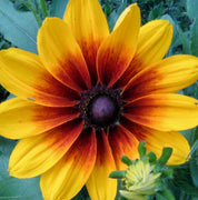 4000 Gloriosa Daisy Indian Summer Seeds - Seed World