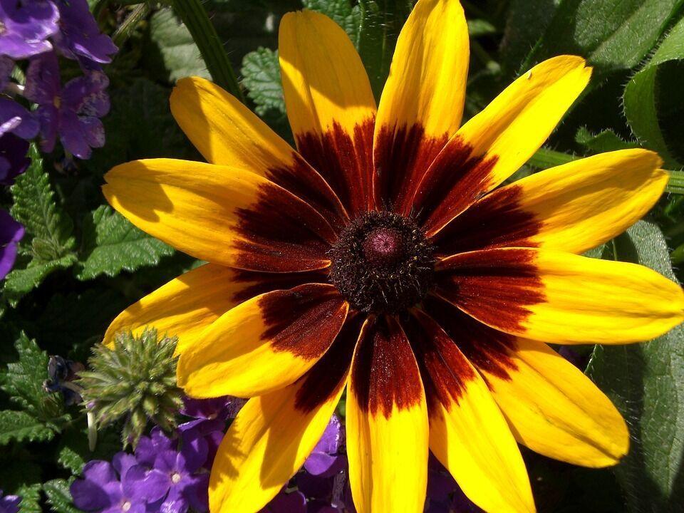 4000 Gloriosa Daisy Indian Summer Seeds - Seed World
