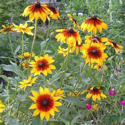 4000 Gloriosa Daisy Indian Summer Seeds - Seed World