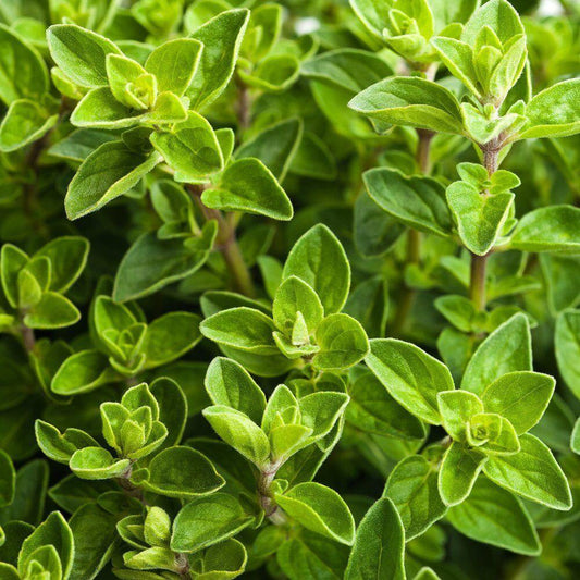 4000 Italian Oregano Herb Seeds - Seed World