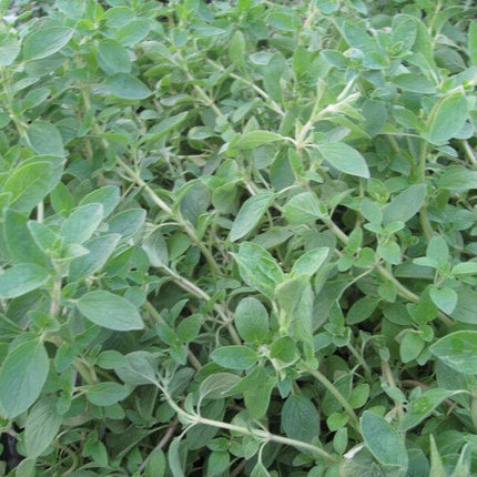 4000 Italian Oregano Herb Seeds - Seed World