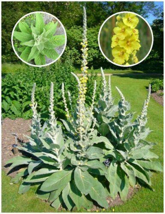 4000 Mullein Seeds – Verbascum Thapsus - Seed World