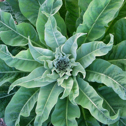 4000 Mullein Seeds – Verbascum Thapsus - Seed World