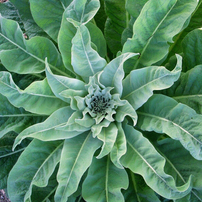 4000 Mullein Seeds – Verbascum Thapsus - Seed World