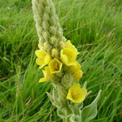 4000 Mullein Seeds – Verbascum Thapsus - Seed World