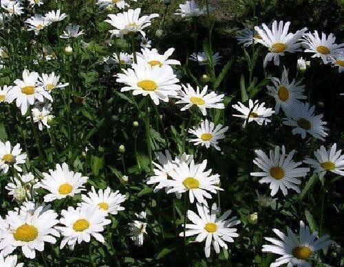 450 Ox Eye Daisy Flower Seeds - Seed World