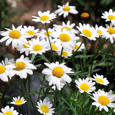 450 Ox Eye Daisy Flower Seeds - Seed World