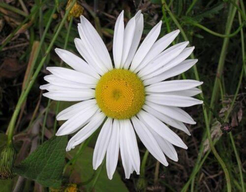 450 Ox Eye Daisy Flower Seeds - Seed World