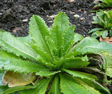5+5 FREE True Wild Lettuce Seeds | Lactuca Virosa - Seed World