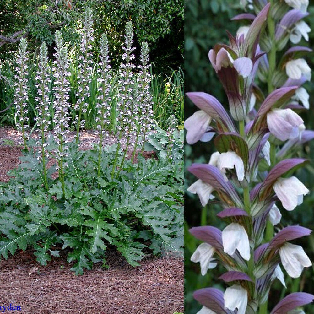 5 Acanthus Mollis Seeds – Seed World