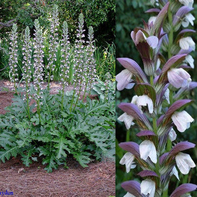 5 Acanthus Mollis Seeds - Seed World