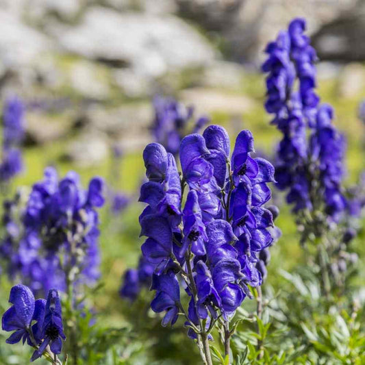 10 Aconitum Napellus | Monk's-Hood | Wolfsbane Seeds - Seed World