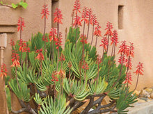 5 Aloe Plicatilis Seeds - Seed World