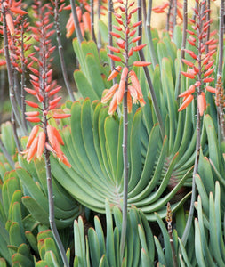 5 Aloe Plicatilis Seeds - Seed World