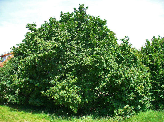 5 American Hazelnut Seeds - Seed World