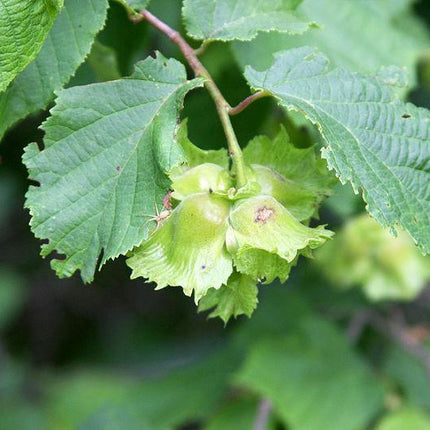 5 American Hazelnut Seeds - Seed World