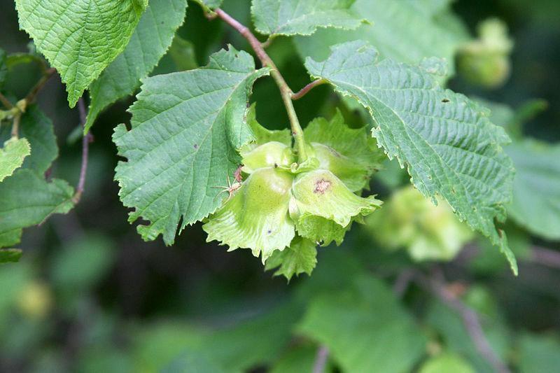 5 American Hazelnut Seeds - Seed World