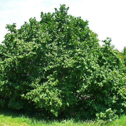 5 American Hazelnut Seeds - Seed World