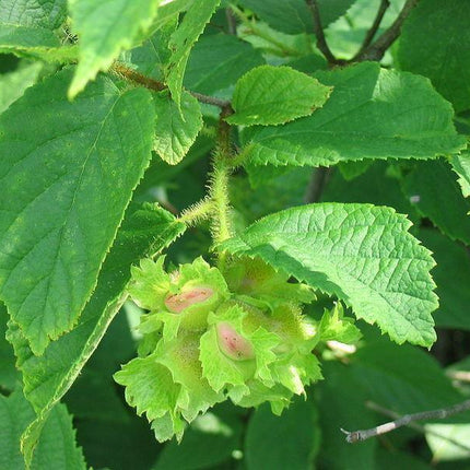 5 American Hazelnut Seeds - Seed World