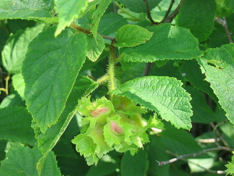 5 American Hazelnut Seeds - Seed World