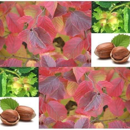 5 American Hazelnut Seeds - Seed World