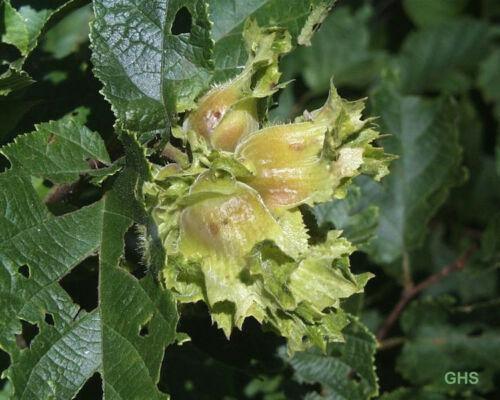 5 American Hazelnut Seeds - Seed World