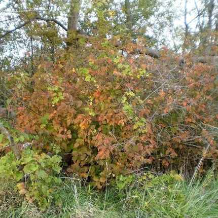 5 American Hazelnut Seeds - Seed World