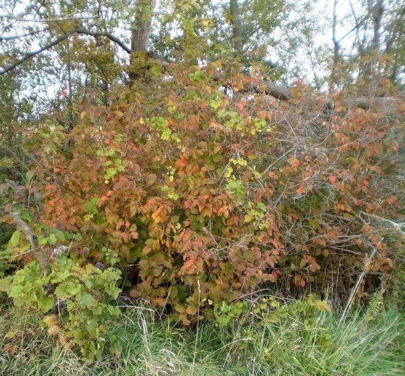 5 American Hazelnut Seeds - Seed World