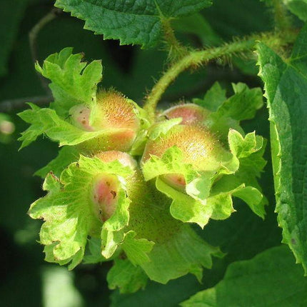 5 American Hazelnut Seeds - Seed World