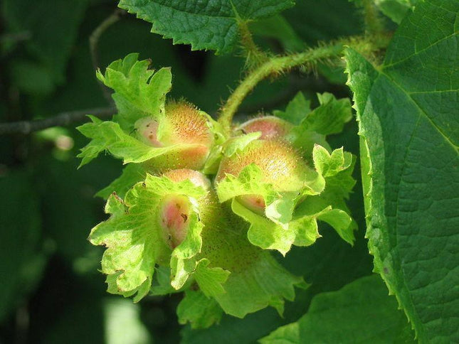 5 American Hazelnut Seeds - Seed World