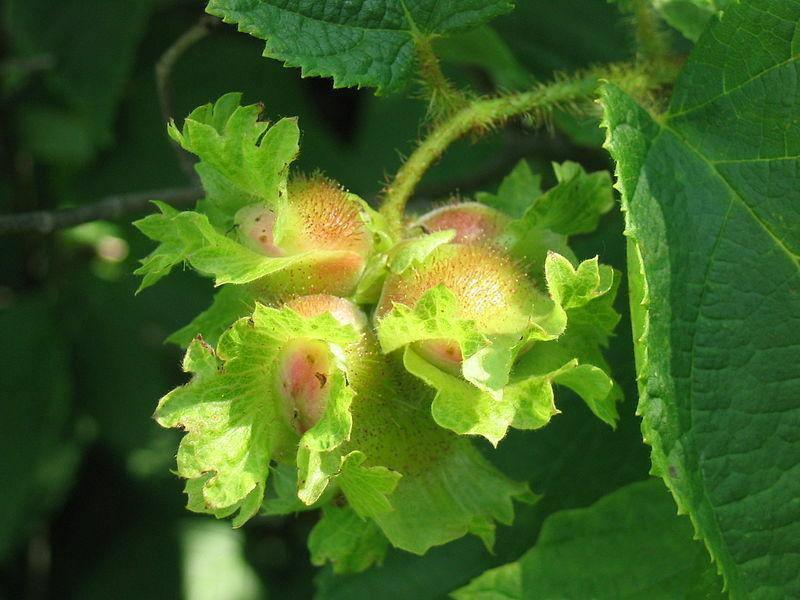 5 American Hazelnut Seeds - Seed World