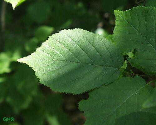5 American Hazelnut Seeds - Seed World