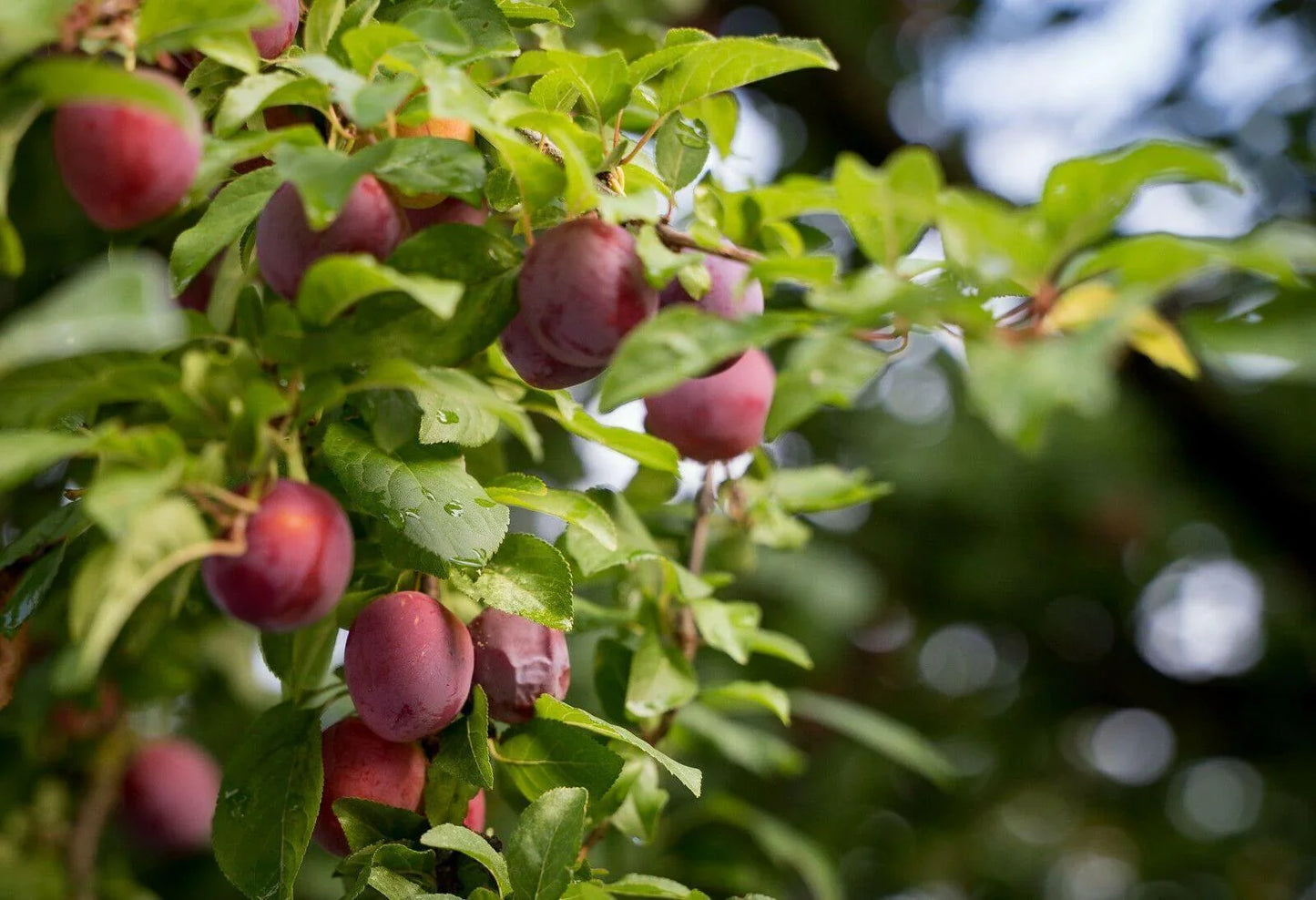 5 American Plum Seeds - Seed World